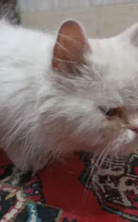 گربه پرشین