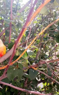 گرینچیک نر و ماده