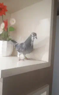 مجسمه کبوتر