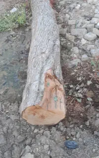یک عدد تنه درخت