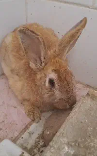 خرگوش