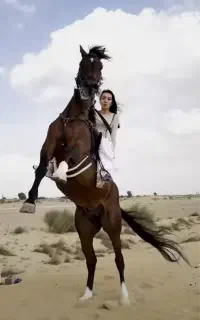 فروش اسب درهمی۸تا300