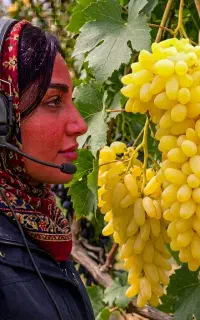 نهال انگورتبرزه در شاهرود،مشاوره رایگان انتخاب رقم