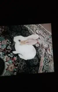 خرگوش خوشگل و باهوش