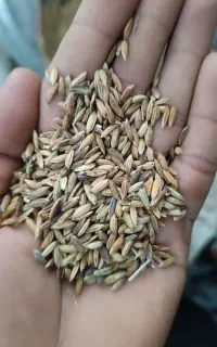 شلتک عنبربو درجه یک یک