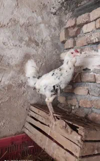 دو عدد مرغ گلین یک عدد مرغ محلی اصیل بدن دار