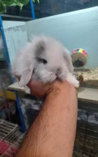 خرگوش لوپ خوکچه هندی همستر