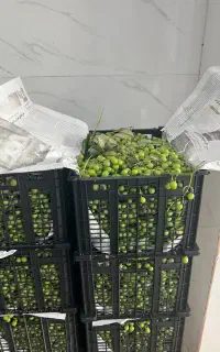 غوره بسته بندی شده آماده ارسال