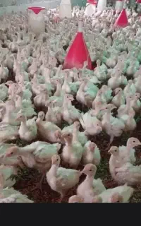 جوجه بوقلمون بیوتی۶ فوق سنگین