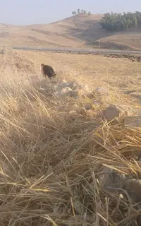 کاه