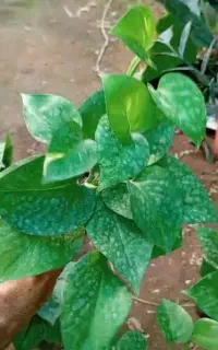 فروش تک و عمده پتوس