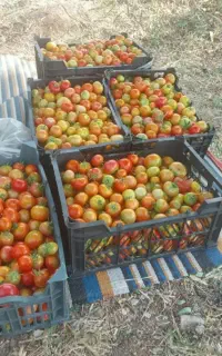گوجه محلی  تماته کوردی