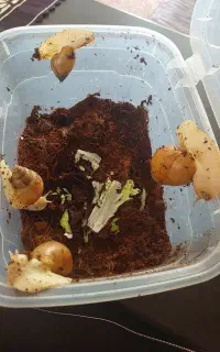 حلزون مناسب پوست صورت