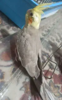 3عدد جوجه عروس هلندی