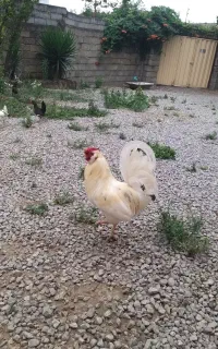مرغ و خروس و نیمچه ۳ ماهش گلین اصل