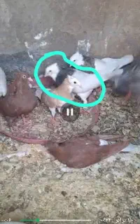 چند عدد کبوتر