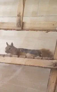 خرگوش  ارزون یک جفت۲تومن