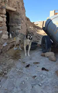 واگذاری سگ پژدر