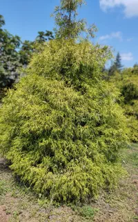سرو اشکی