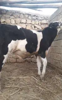 گوساله نر اصیل