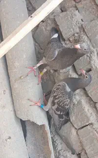 کبوتر