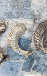 شاخ گوسفندی