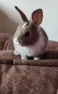 واگزاری رایگان خرگوش