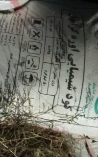 کود سفید مسجد سلیمان