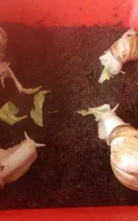 حلزون اچاتینا و البینو و تخم حلزون