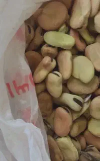فروش فوری  بذر  باقلا شاخ بزی