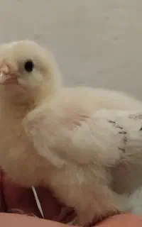 جوجه برهما لایت