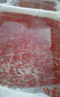 ماهی قرمز سه دم و ساده و ماهی کوی