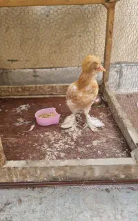خروس ابریشمی جوان