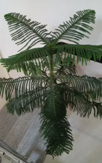 گل کاج مطبق