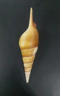صدف