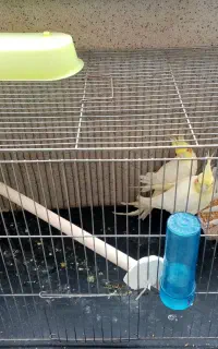 چراغ زرد 3 حالته و عروس هلندی لوتینو نر و ماده جفت