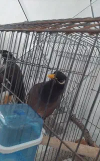مرغ مینا سخنگو