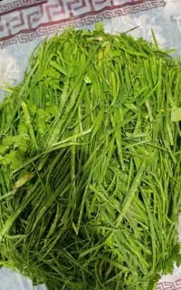 پرس یونجه
