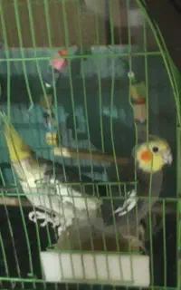 عروس هلندی  نر ماده