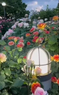 مداح خواننده حرفه ای مراسم ختم ترحیم نی و دف مداحی