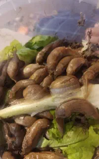 حلزون فروشی