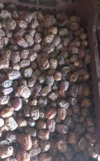 خرما مرداسنگ