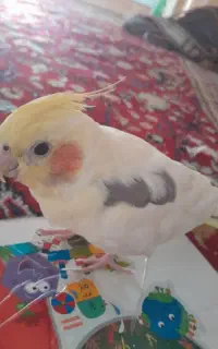 عروس هلندی