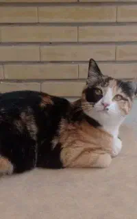 واگذاری گربه