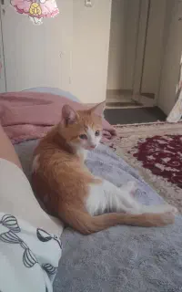 واگذاری کاملا رایگان توله گربه DSH