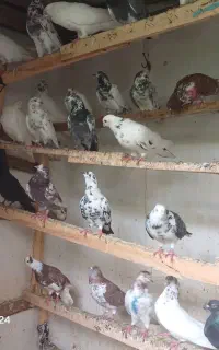 کبوترپرشی