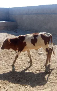 نر فروشی