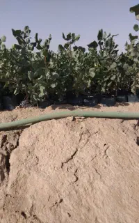 نهال پسته پایه بادامی زرندی