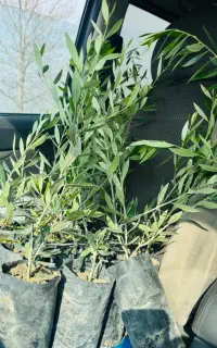 نهال زیتون کرونایکی روغنی و خرمالو