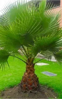 نخل پالم ، نخل زینتی ، نخل واشنگتن طراحی فضای سبز